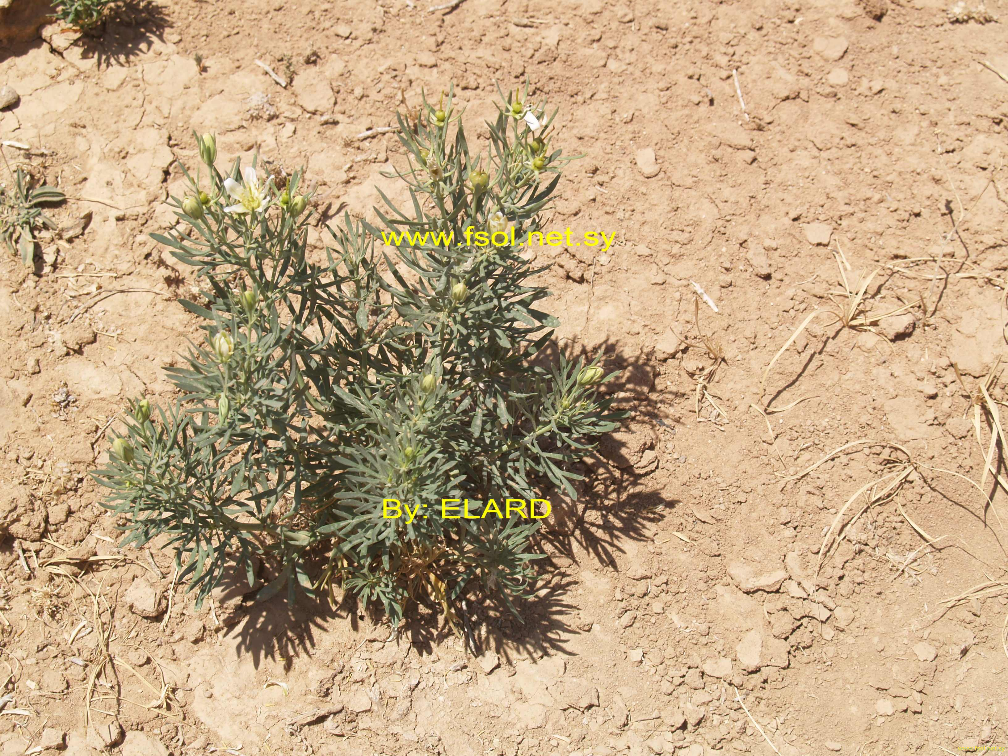 Peganum harmala L.